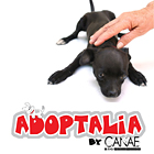 Figueres, Adoptàlia