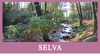 Selva