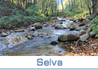 Selva